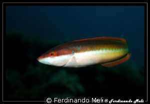 Coris julis. by Ferdinando Meli 